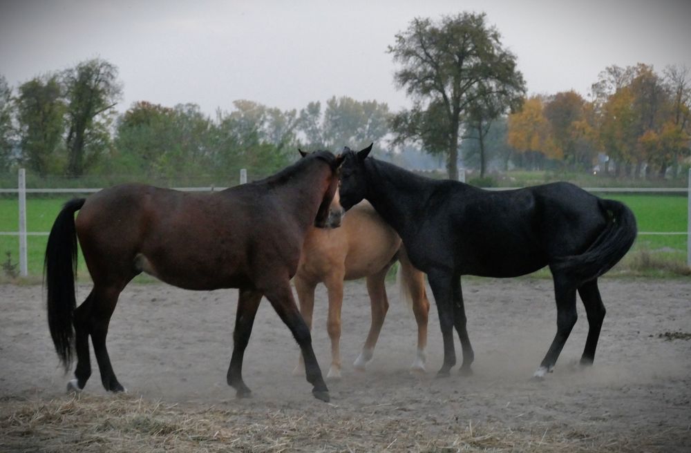 Sprzedam konia 1/2 AQH wałach