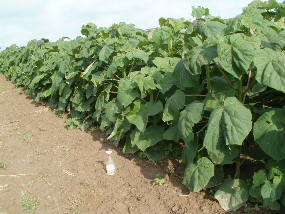 Paulownia shan tong, drzewo tlenowe, szybko rosnące, paszport