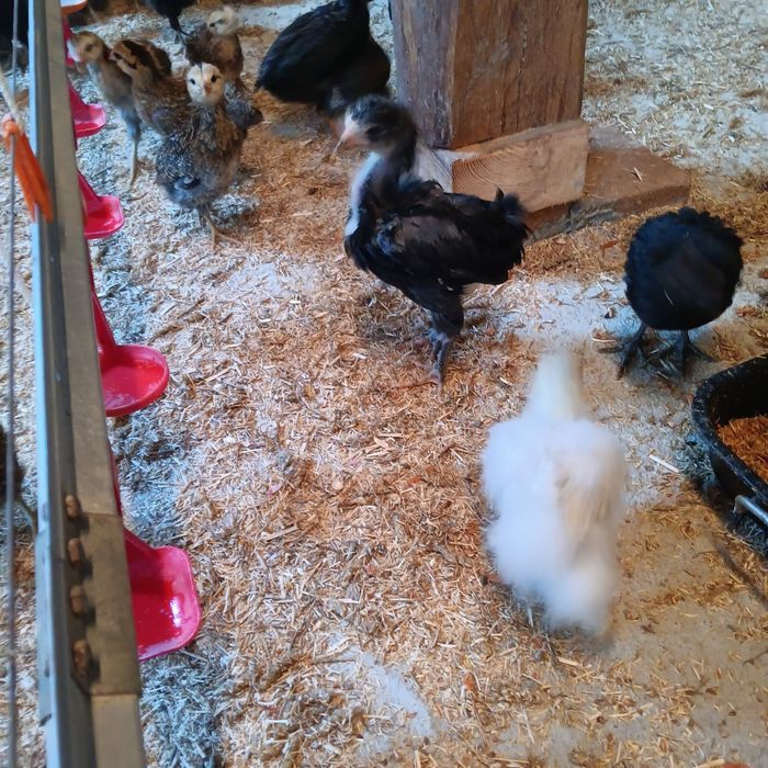 Silki naturalne ekologiczne kury silki jedwabiste USA silki