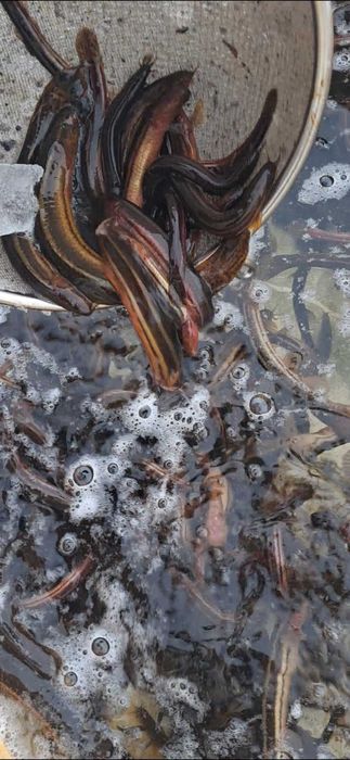 Продаємо в'юна та іншу рибу