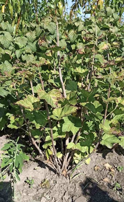 Лаванда. Смородина. Агрус. Великі, гарні кущі.