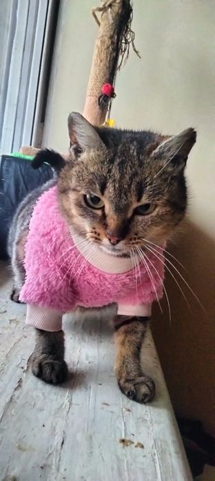 Найкраща кішка шукає дім!