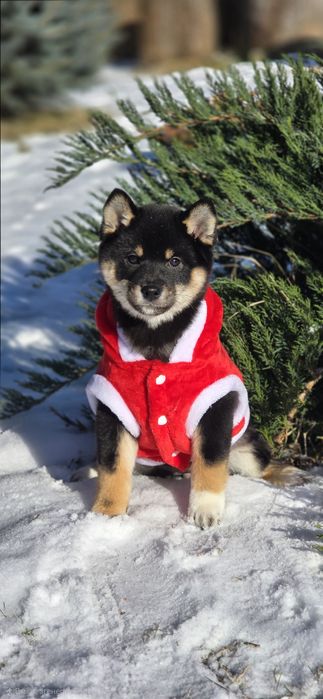 Шиба - чарівна леді, документи