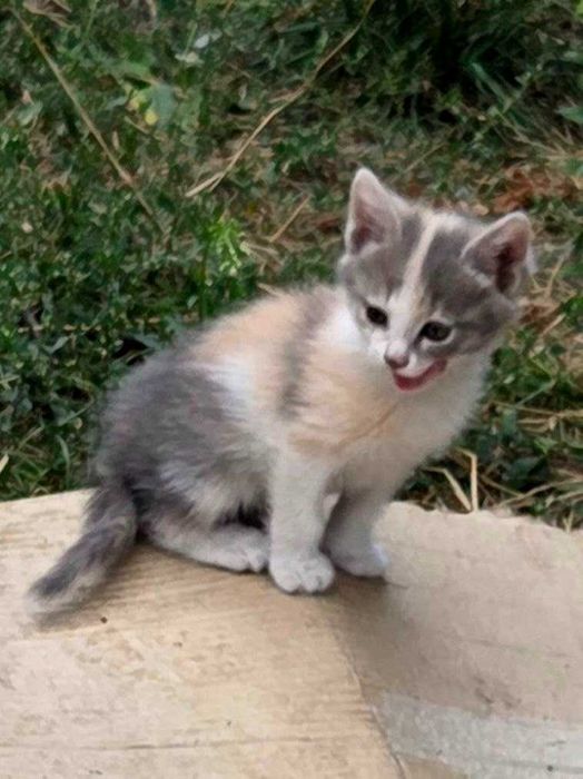 КОШЕНЯ Віддам в родину