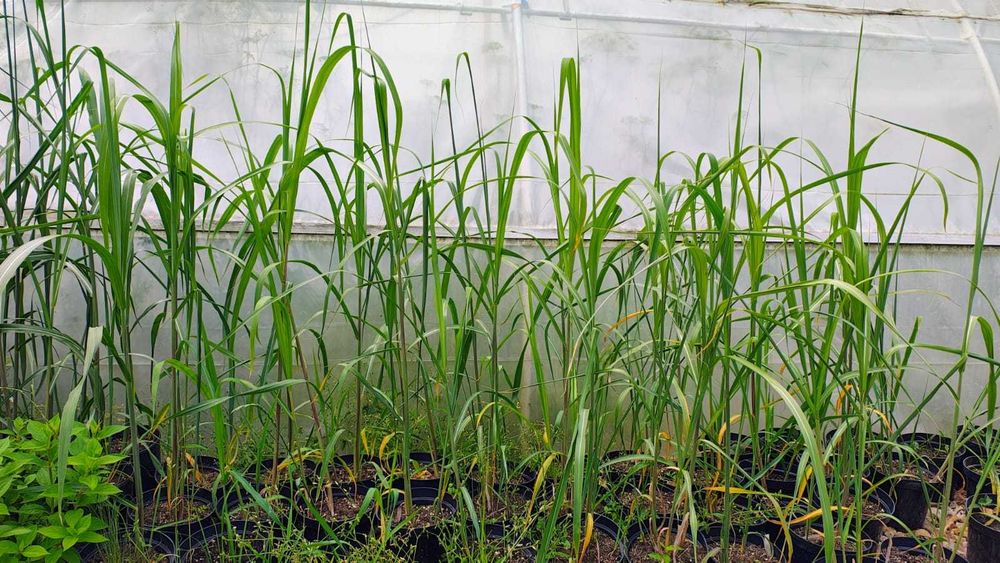 Miskant olbrzymi, Miscanthus × giganteus, duże sadzonki.