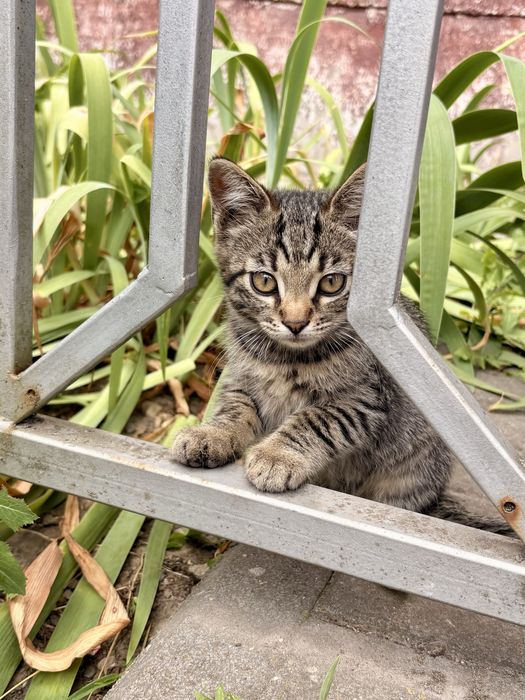 Кошенята котики 2 місяці
