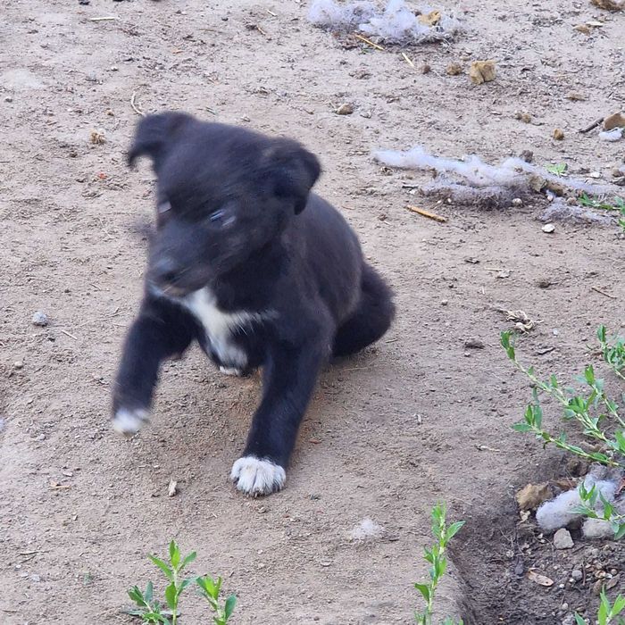 Szczeniaczki do adopcji