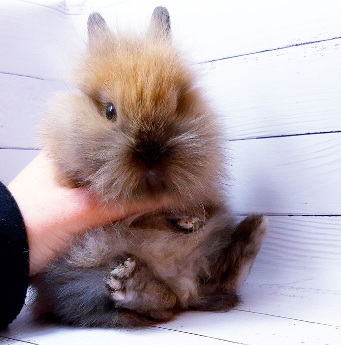 Карликовые миниатюрные декорат.торчеухие и вислоухие мини кролики