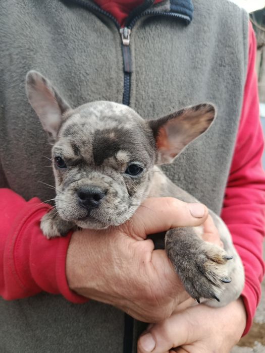 Французский бульдог