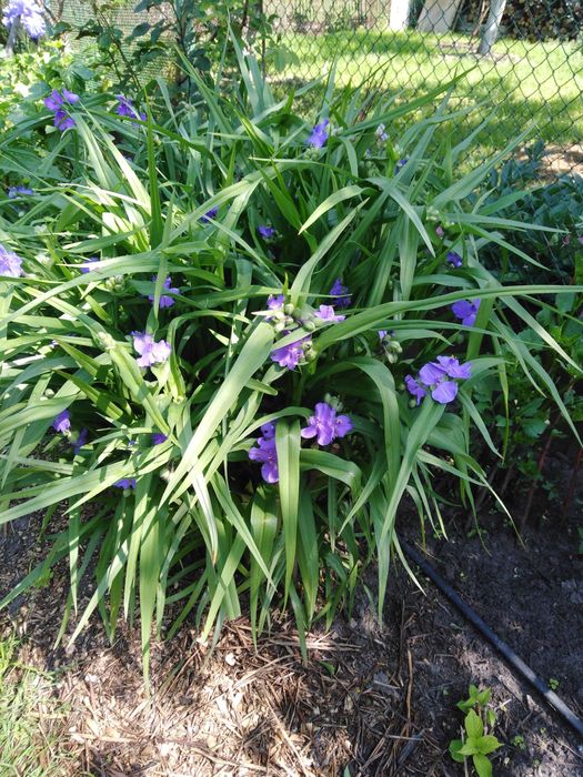 Традесканция садовая, цветущий многолетник