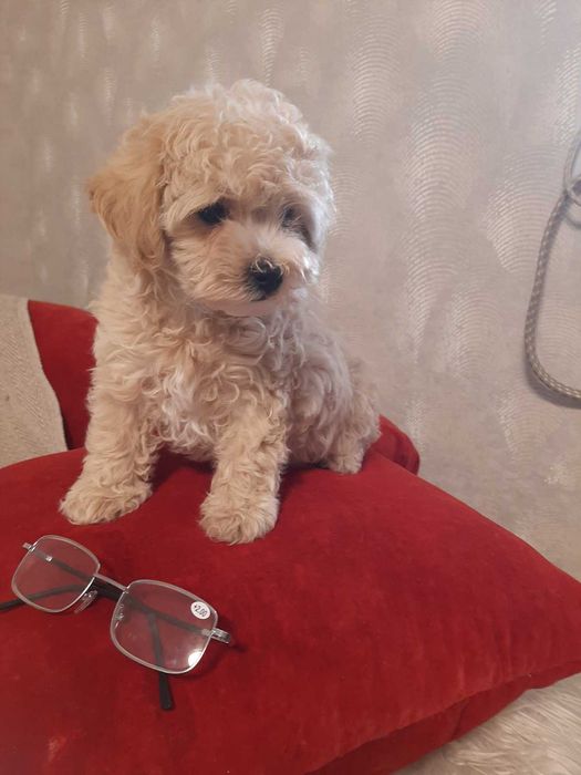 Мультипу. Мальчик F1. SEM. 17.03.2024. ГАРНА ЦІНА !!!