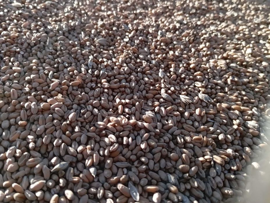 pszenica tegoroczna Możliwość workowania