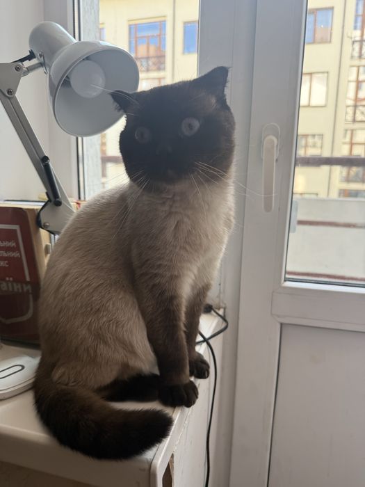 Продається сіамський котик