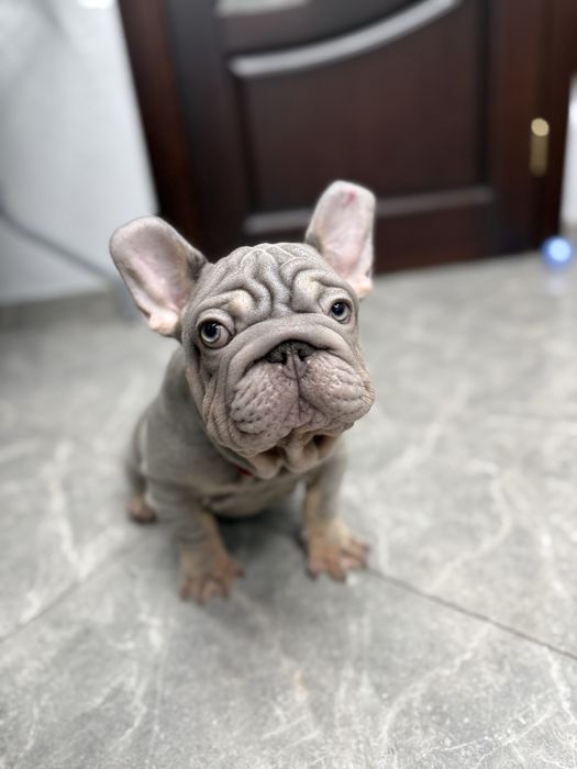 Французький бульдог біг роп вельвет лілак тан