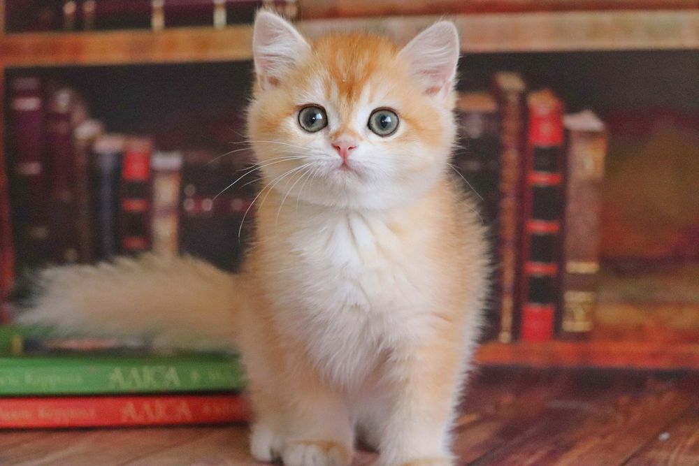 Британская шиншилла в золоте