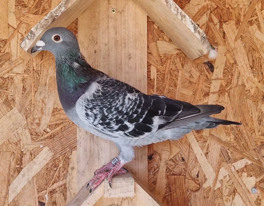 Pombos correios de competição