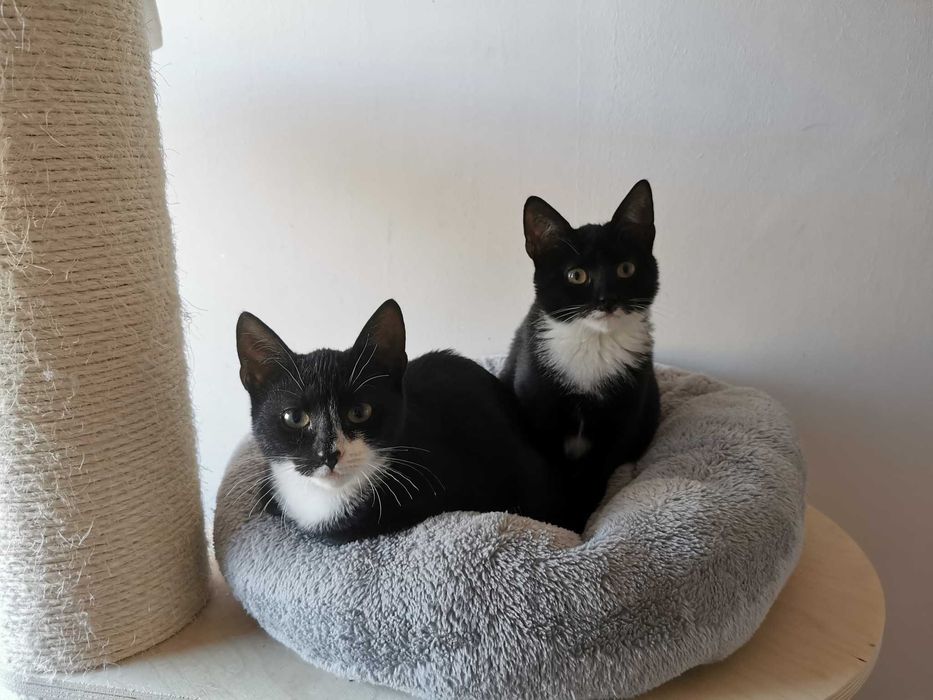 Słodka koteczka do adopcji - Bajaderka