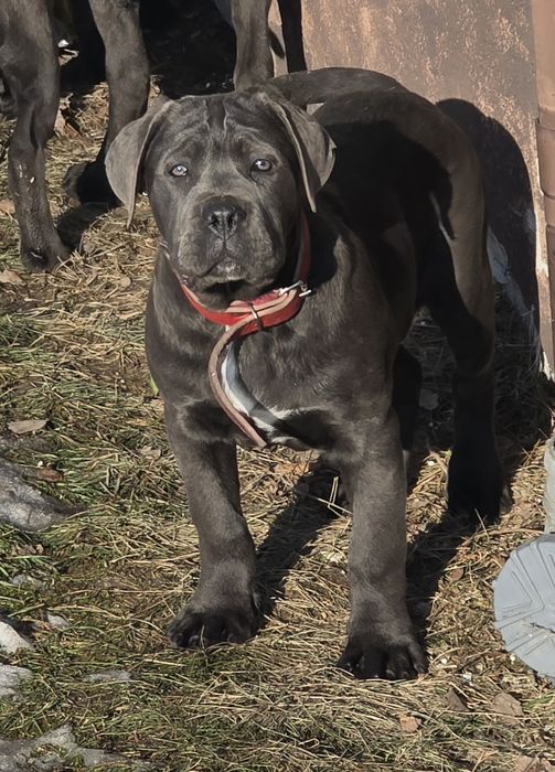 Cane Corso Italiano SUCZKA BŁĘKITNA (4 miesięczna)