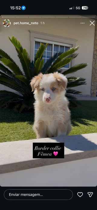 Border collie fêmea