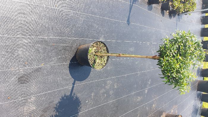 Ostrokrzew Bonsai Niwaki