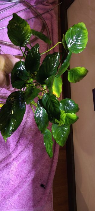 Anubias barteri mega porcja