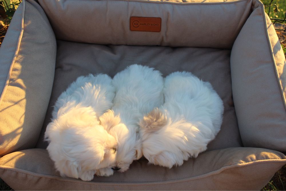 Чисткровні цуценята мальтійської болонки