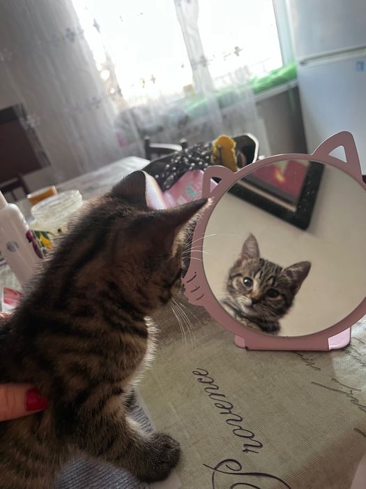 Віддам за 2 тижні цю маленьку красуню Тігрулю.