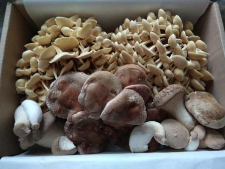 мицелий эринги, шиитаке, опят, гериция