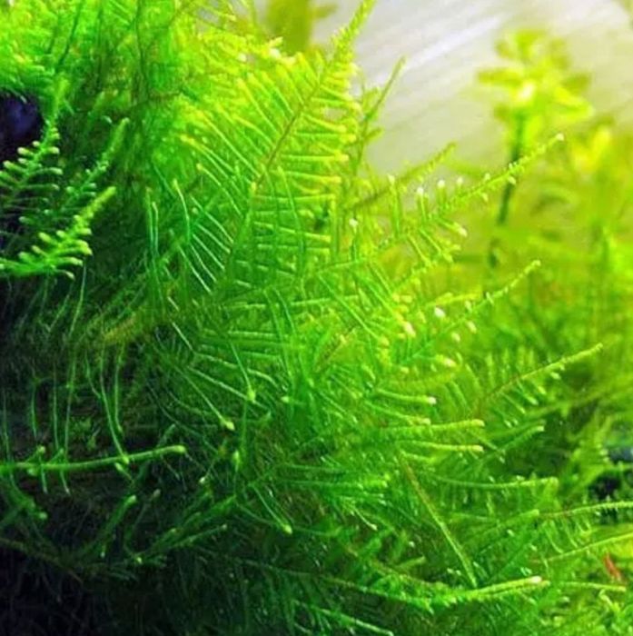 Kępa mchu Java Moss Tajwan Moss mech jawajski roślina akwariowa