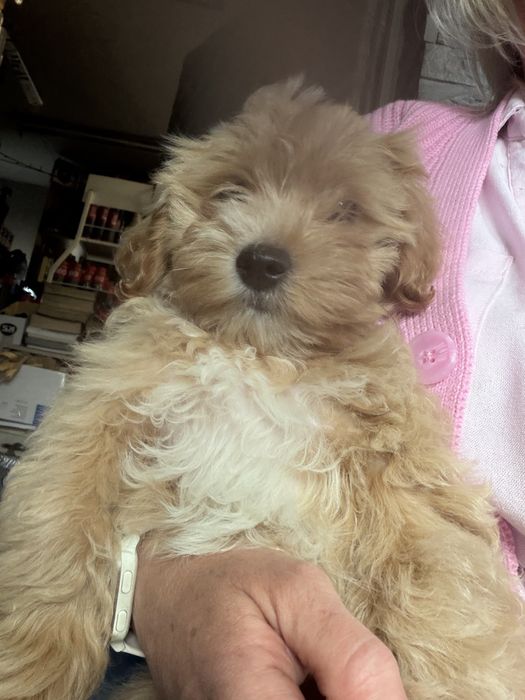 Rodowodowy piesek maltipoo