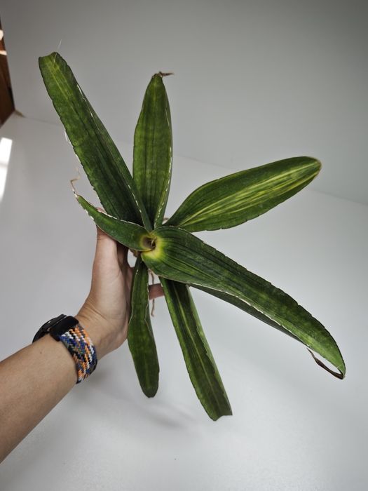 Sansevieria sinus R979 var