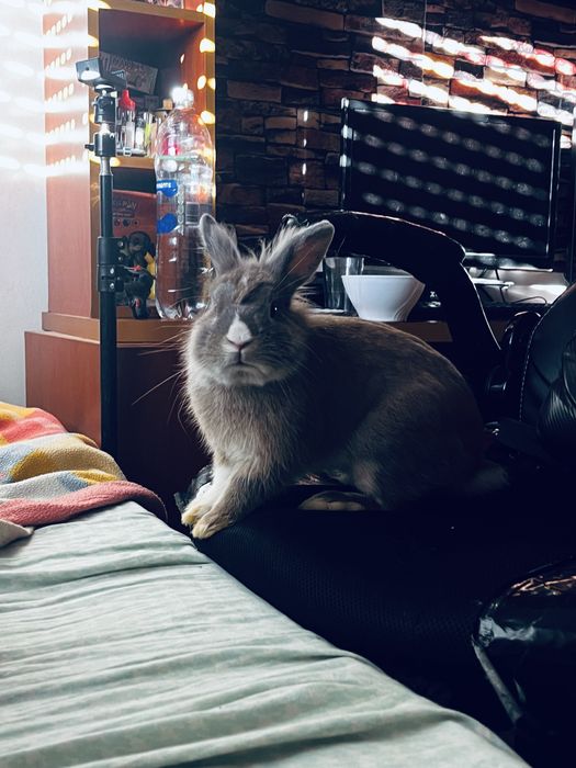 Coelho anão 1 ano de idade muito manço