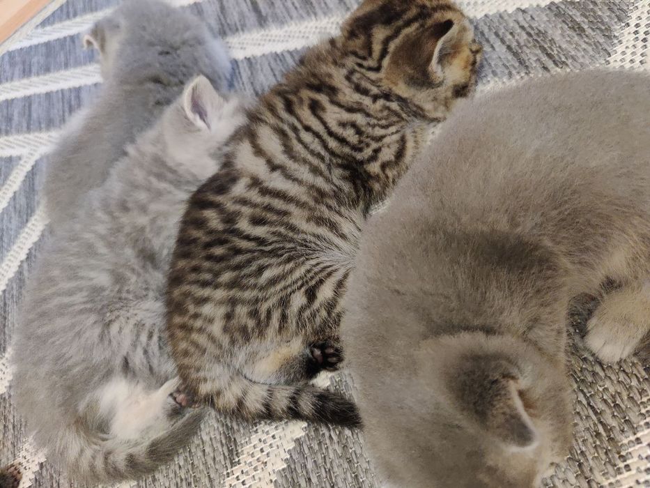 Британські кошенята
