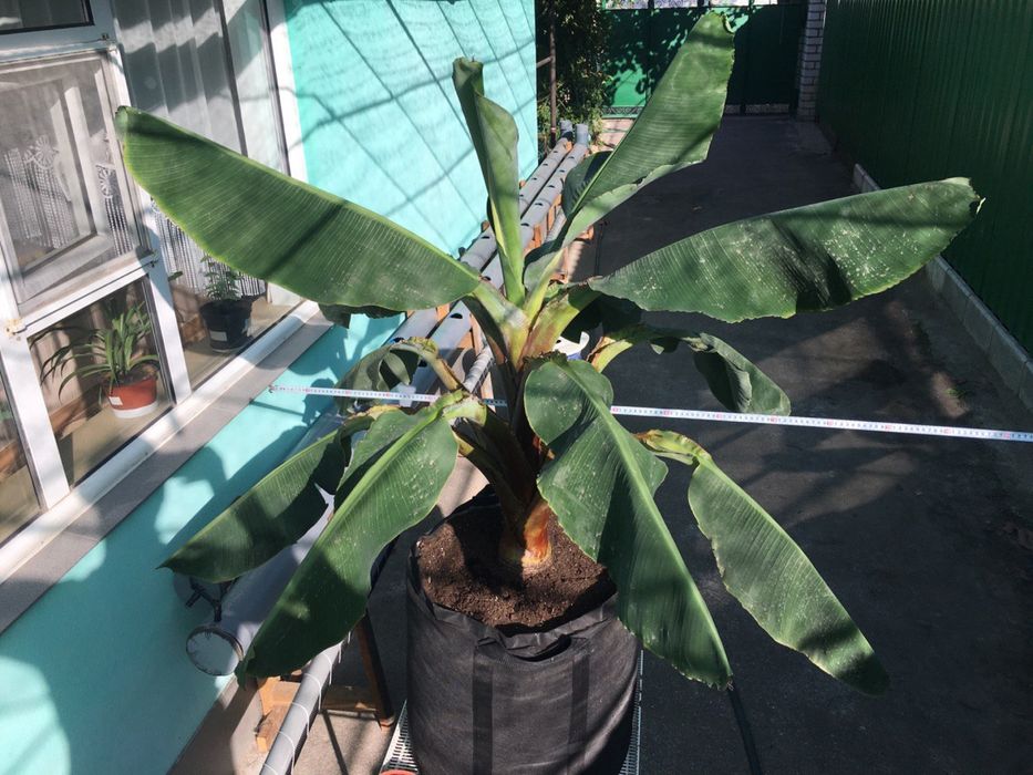 Банан Київський суперкарлик