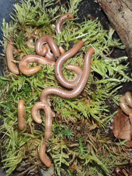 Krocionogi wije "Toffi" Spirostreptus tanzania