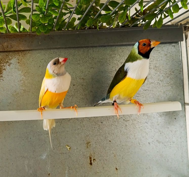 Casal Diamantes Gould 2025