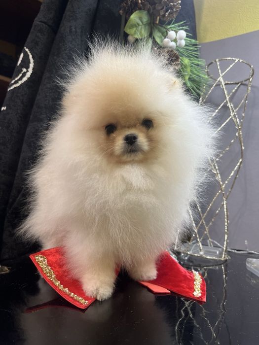 Як мавпочка дівчинка помераночка