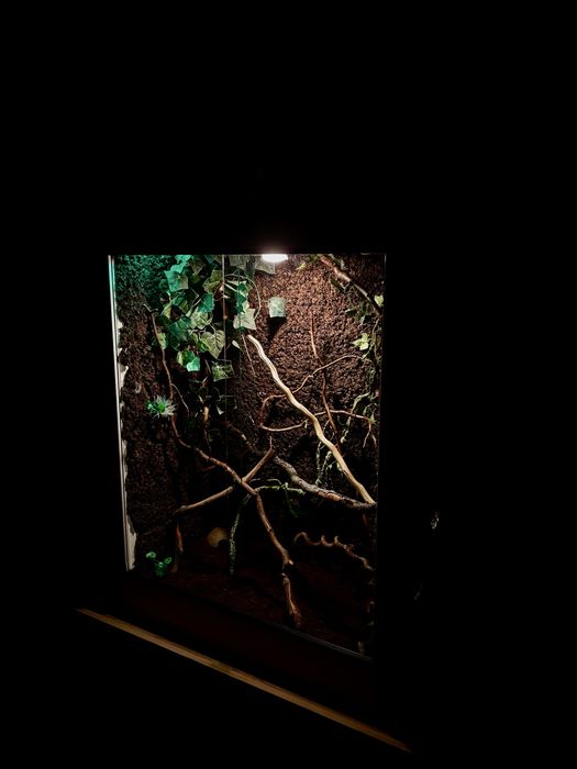 Sprzedam terrarium z wysposazeniem