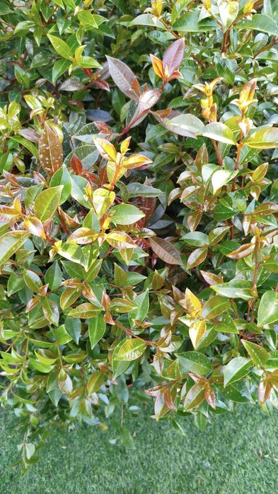 Plantas eugeneas para sebes ou ornamentação