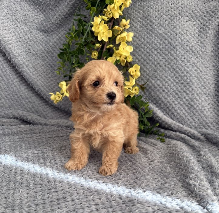 Excelente Maltipoo de Qualidade