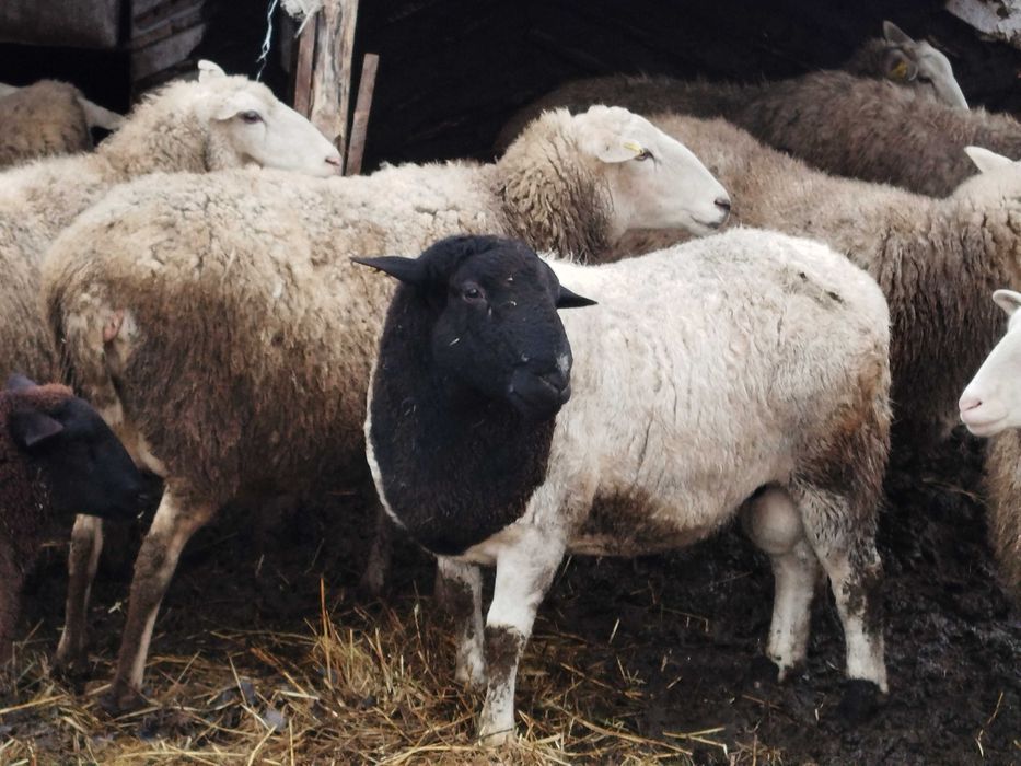 ! Дорпер 1 рік 3 міс.