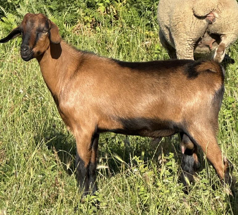Cabrito raça alpina linha pura mocho do melhor que á