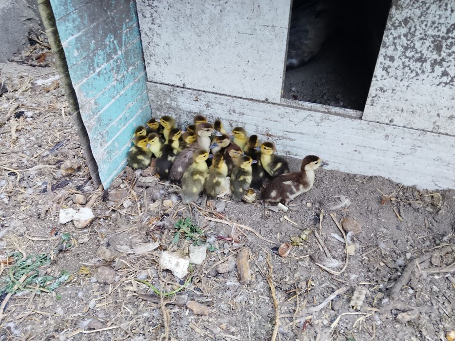 Vendo patinhos mudos