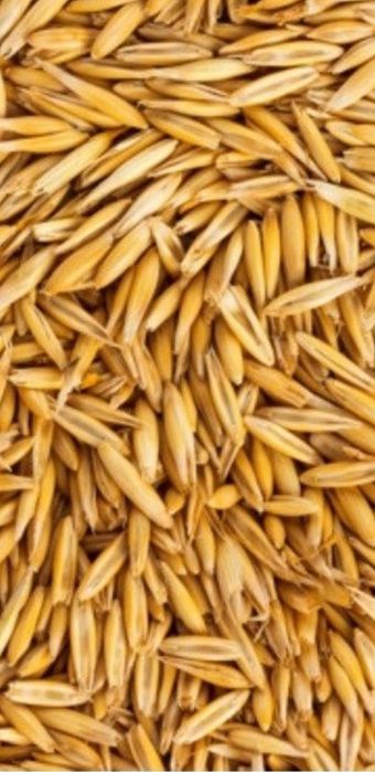 Owies Bingo Do Karmienia,Jako Opał I Nie Tylko