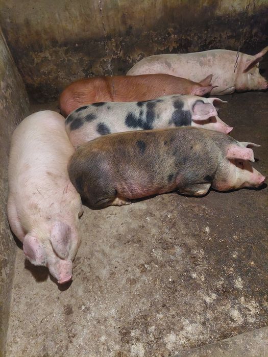 Продам свині великі м'ясні домашні.