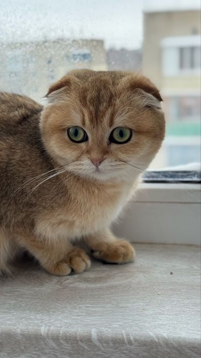 Принцески в благороднтх шубках з документами