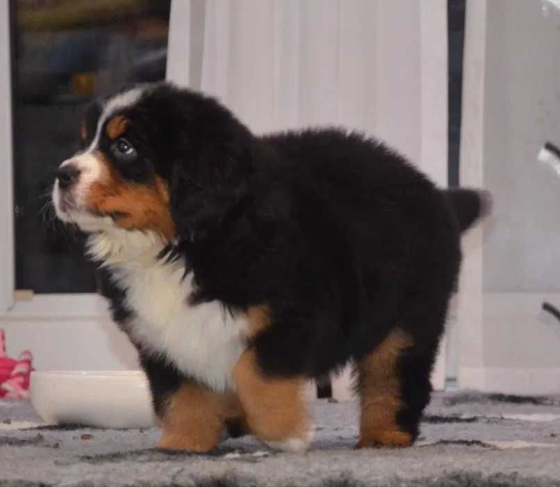 Bouvier Bernois disponível
