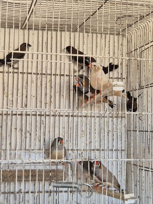 Mandarins gigantes e Bengalins do Japão