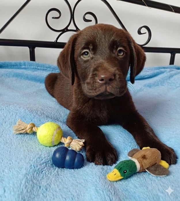 Labrador Retriever czekoladowy szczeniak