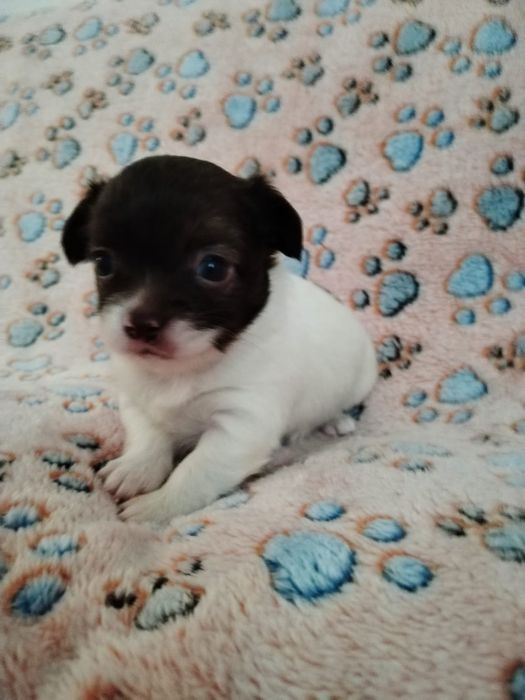 Macho Chihuahua chocolate e branco  pêlo comprido